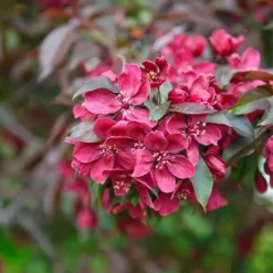 Zierapfel Royalty Malus `Royalty´