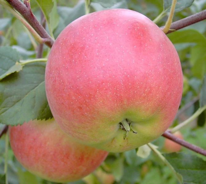 Rubinola Ⓢ Malus Domestica `Rubinola´ 2 Rubinola Ⓢ Malus Domestica `Rubinola´ – Bild 2