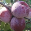 Russinka Malus Domestica `Russinka´