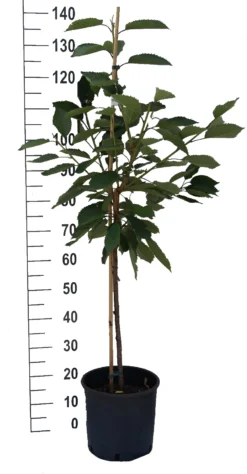 Schneiders Späte Knorpelkirsche Prunus Avium `Schneider´s Späte Knorpelkirsche´ -Pflanzenhof Geschaft S sskirsche Beispiel BuschbaumSspZcIS08ZKVN