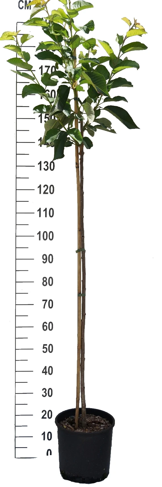 Burlat Prunus Avium `Burlat´ 3 Burlat Prunus Avium `Burlat´ – Bild 3