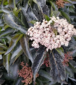 Holunder-Säule Black Tower (R) Sambucus Nigra `Black Tower´