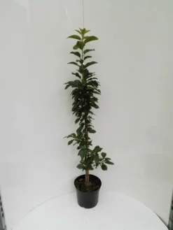 Säulensauerkirsche `Jachim´ Prunus Cerasus `Jachim´ -Pflanzenhof Geschaft S ulensauerkirsche