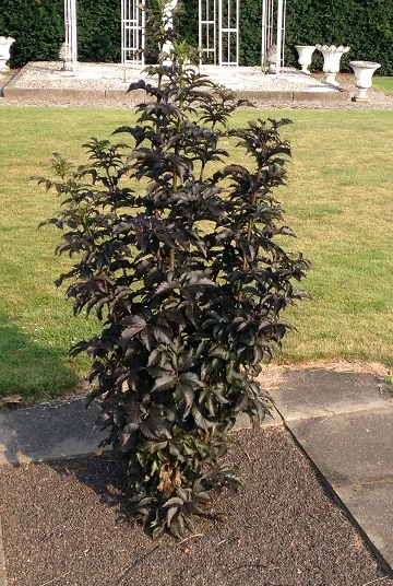 Holunder-Säule Black Tower (R) Sambucus Nigra `Black Tower´ 2 Holunder-Säule Black Tower (R) Sambucus Nigra `Black Tower´ – Bild 2