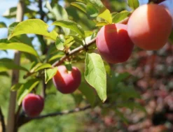 Santa Rosa Japanische Pflaume Prunus Salicina `Santa Rosa´ -Pflanzenhof Geschaft Santa Rosa Frucht im Juli