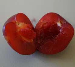 Santa Rosa Japanische Pflaume Prunus Salicina `Santa Rosa´ -Pflanzenhof Geschaft Santa rosa fruchtfleisch