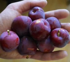 Santa Rosa Japanische Pflaume Prunus Salicina `Santa Rosa´ -Pflanzenhof Geschaft Santa rosa45