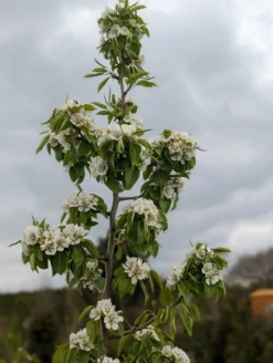 Säulenbirne `Saphira´ 150-175cm (zweijährig) Pyrus Communis `Saphira´ -Pflanzenhof Geschaft Saphira Bl te2