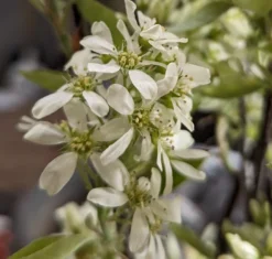 Titelseite -Pflanzenhof Geschaft Saskatoon BerryNOyShINkSeAar