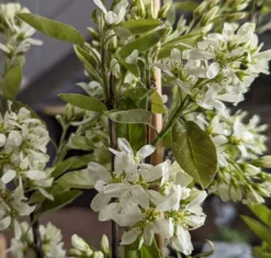 Saskatoon Berry Amelanchier Alnifolia `Saskatoon Berry´ -Pflanzenhof Geschaft Saskatoon berry Bl te