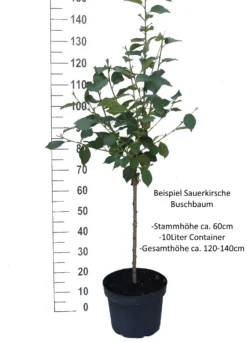 Schattenmorelle Prunus Cerasus `Schattenmorelle´ -Pflanzenhof Geschaft Sauerkirsche Beispiel BuschbaumPN5AQ37lsDG61