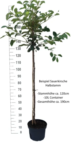 Achat Ⓢ Prunus Cerasus `Achat´ -Pflanzenhof Geschaft Sauerkirsche Beispiel HalbstammSphsrgK2BLwq4