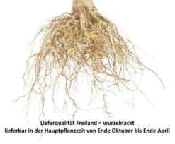 Karneol Ⓢ Prunus Cerasus `Karneol´ 7 Karneol Ⓢ Prunus Cerasus `Karneol´ -Pflanzenhof Geschaft Sauerkirsche Beispiel wurzelnacktl7wrOuz0nkG5g