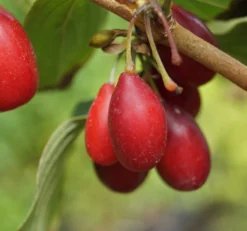 Großfrüchtige Kornelkirsche `Schönbrunner Gourmet Dirndl´ Cornus Mas `Schönbrunner Gourmetdirndl´ -Pflanzenhof Geschaft Sch nbrunner2