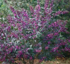 Schönfrucht `Pearl Glam´ Callicarpa