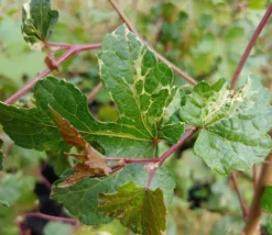 Porzellanbeere / Scheinrebe `Elegans´ Ampelopsis Brevipedunculata `Elegans´ -Pflanzenhof Geschaft Scheinrebe Amelopsis