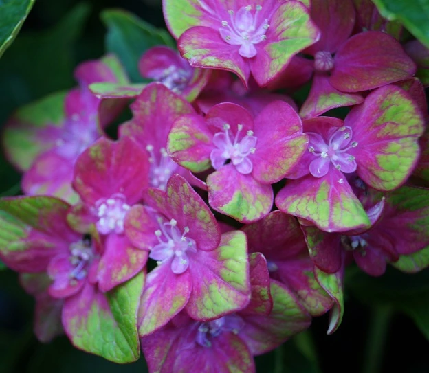 Bauern-Hortensie `Schloss Wackerbarth´ Hydrangea Macrophylla `Schloss Wackerbarth´ 1 Bauern-Hortensie `Schloss Wackerbarth´ Hydrangea Macrophylla `Schloss Wackerbarth´