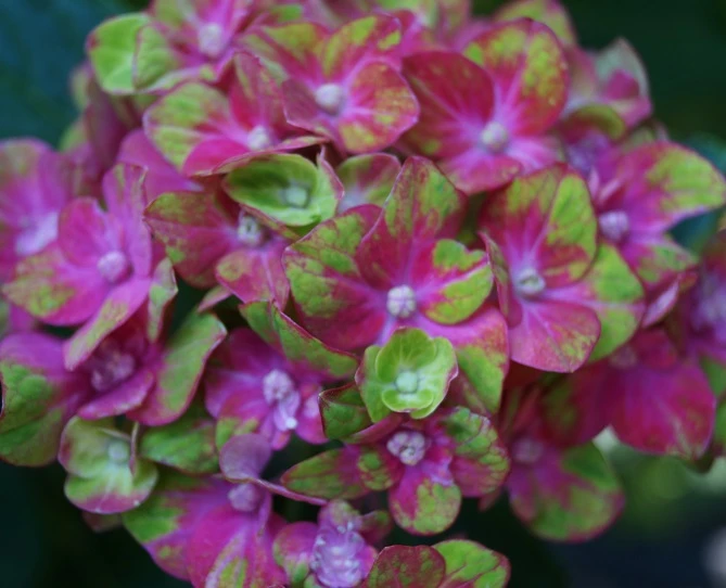 Bauern-Hortensie `Schloss Wackerbarth´ Hydrangea Macrophylla `Schloss Wackerbarth´ 2 Bauern-Hortensie `Schloss Wackerbarth´ Hydrangea Macrophylla `Schloss Wackerbarth´ – Bild 2
