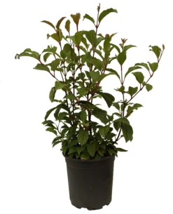 Duftender Winterschneeball `Dawn´ Viburnum Bodnantense `Dawn´ -Pflanzenhof Geschaft Schneeball Dawn weiss