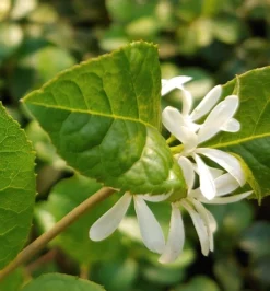 Schneeflockenstrauch Chionanthus Retusus -Pflanzenhof Geschaft Schneeflockenstrauch1