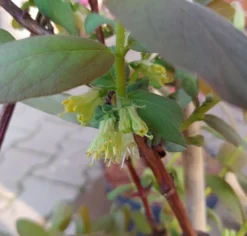 Sibirische Blaubeere / Honigbeere `Wojtek´ Lonicera Kamtschatica `Wojtek´ -Pflanzenhof Geschaft Sibirische Blaubeere bl te2