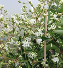 Sieben-Söhne-des-Himmels-Strauch Heptacodium Miconioides -Pflanzenhof Geschaft Sieben S hne