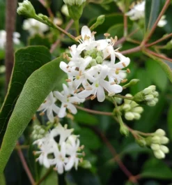 Sieben-Söhne-des-Himmels-Strauch Heptacodium Miconioides -Pflanzenhof Geschaft Sieben S hne des Himmels