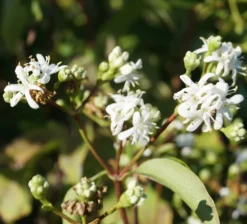 Sieben-Söhne-des-Himmels-Strauch Heptacodium Miconioides -Pflanzenhof Geschaft Sieben S hne des himmels 1