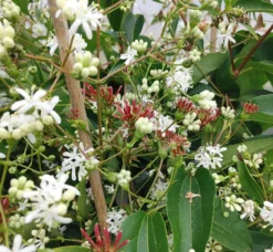 Sieben-Söhne-des-Himmels-Strauch Heptacodium Miconioides -Pflanzenhof Geschaft Sieben s hne1