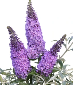 Schmetterlingsflieder Butterfly Candy® (versch. Farben) Buddleja Davidii -Pflanzenhof Geschaft Sommerflieder lila blau