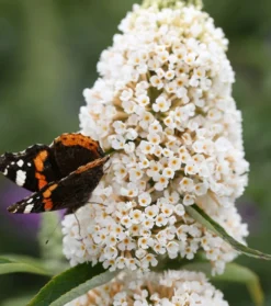 Schmetterlingsflieder Butterfly Candy® (versch. Farben) Buddleja Davidii -Pflanzenhof Geschaft Sommerflieder weiss1