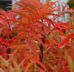 Eberesche `Dodong´ Sorbus Conmixta `Dodong´ 5 Eberesche `Dodong´ Sorbus Conmixta `Dodong´ -Pflanzenhof Geschaft Sorbus Dodong4