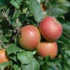 Säulenapfel Spurkoop Malus Domestica `Spurkoop´
