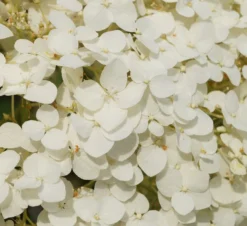 Garten-Hortensie `Incrediball®´ Hydrangea Arborescens -Pflanzenhof Geschaft Strong anabelle