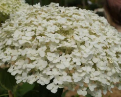 Garten-Hortensie `Incrediball®´ Hydrangea Arborescens -Pflanzenhof Geschaft Strong anabelle1