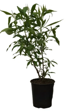 Sommerglocke / Baumoleander `Summer Bells´ Chitalpa Tashkentensis `Summer Bells´ -Pflanzenhof Geschaft Summer bells