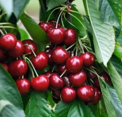 Sunburst-selbstfruchtbar Prunus Avium `Sunburst´