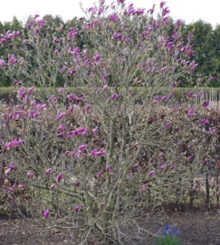 Purpur-Magnolie `Susan´ Magnolia Liliiflora `Susan´ 6 Purpur-Magnolie `Susan´ Magnolia Liliiflora `Susan´ -Pflanzenhof Geschaft Susan Bl tezeit