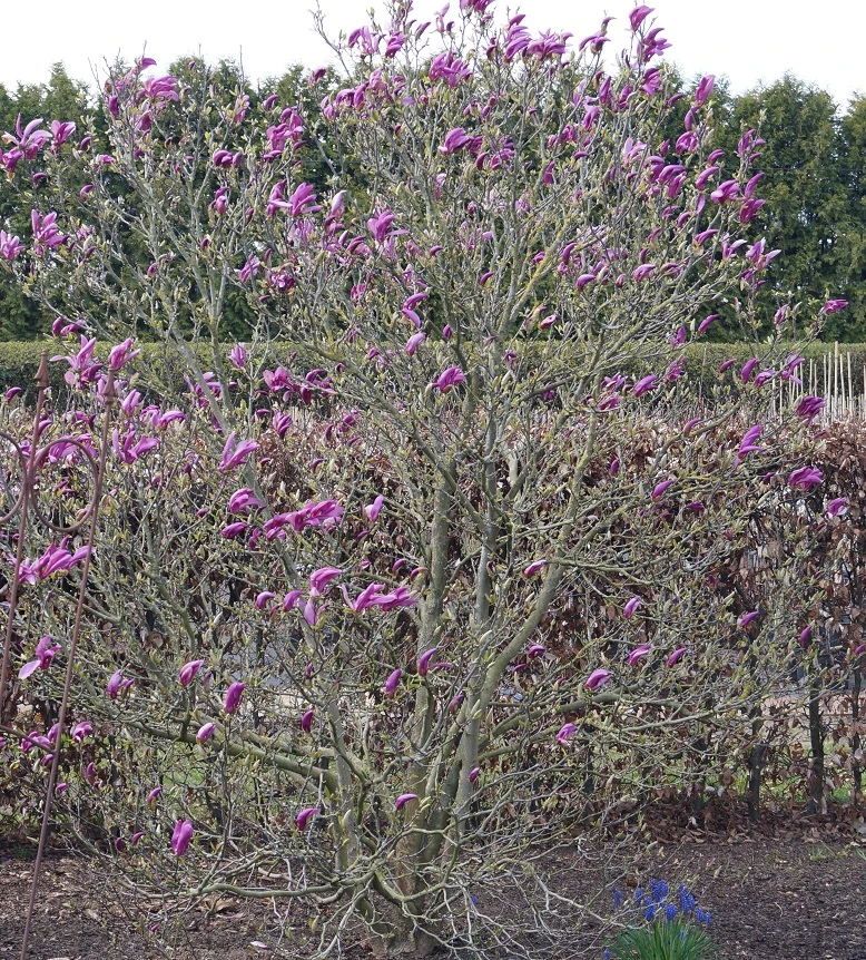 Purpur-Magnolie `Susan´ Magnolia Liliiflora `Susan´ 3 Purpur-Magnolie `Susan´ Magnolia Liliiflora `Susan´ – Bild 3