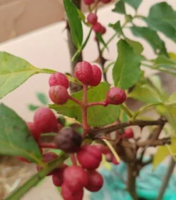 Szechuan Pfeffer Zanthoxylum Simulans -Pflanzenhof Geschaft Szechuan Pfeffer