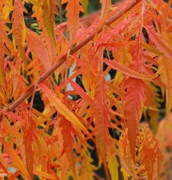 Essigbaum `Tiger Eyes´ Rhus Typhina `Tiger Eyes´ -Pflanzenhof Geschaft Tiger Eyes Rhus1