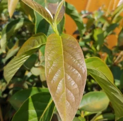 Schwarzer Tupelobaum Nyssa Sylvatica -Pflanzenhof Geschaft Tupelobaum Blatt