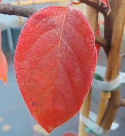 Schwarzer Tupelobaum Nyssa Sylvatica -Pflanzenhof Geschaft Tupelobaum herbstf rbung 1