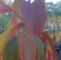 Schwarzer Tupelobaum Nyssa Sylvatica -Pflanzenhof Geschaft Tupelobaum herbstf rbung