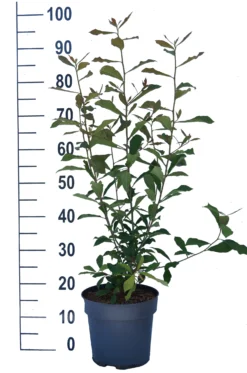 Schwarzer Tupelobaum Nyssa Sylvatica -Pflanzenhof Geschaft Tupelobaum weiss