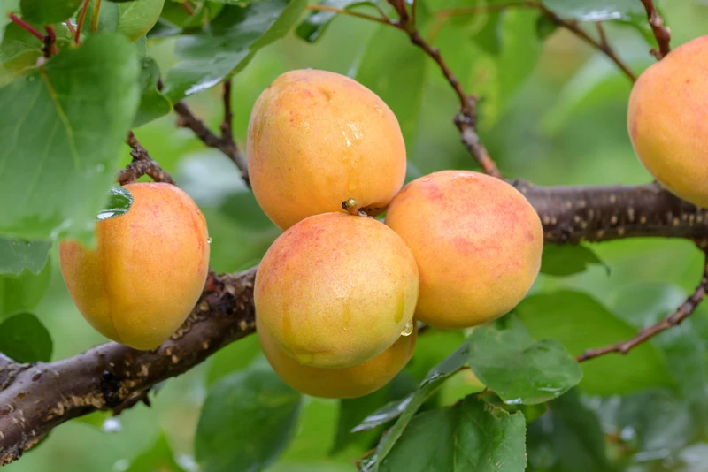 Ungarische Beste Prunus Armeniaca `Ungarische Beste´ 2 Ungarische Beste Prunus Armeniaca `Ungarische Beste´ – Bild 2