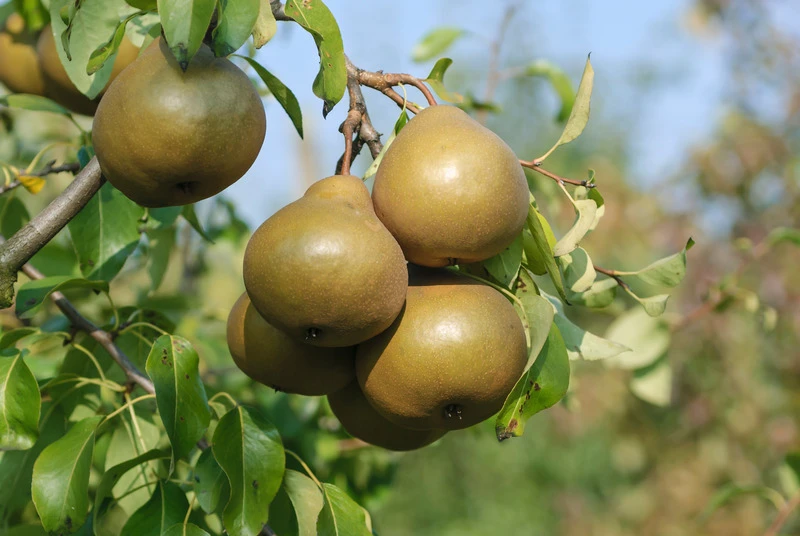Uta Pyrus Communis `Uta´ 2 Uta Pyrus Communis `Uta´ – Bild 2