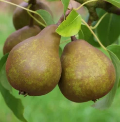 Uta Pyrus Communis `Uta´ 6 Uta Pyrus Communis `Uta´ -Pflanzenhof Geschaft Uta