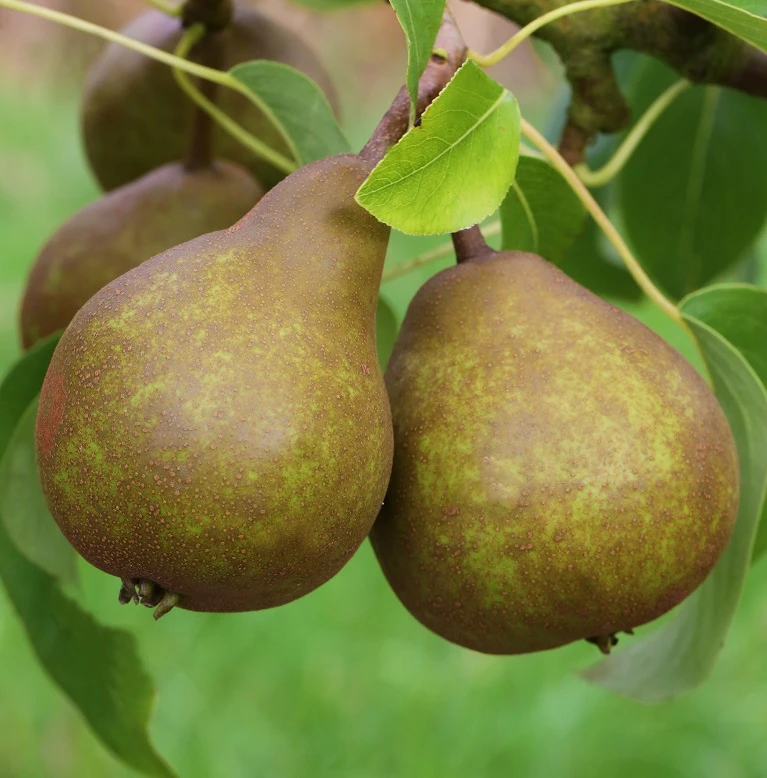 Uta Pyrus Communis `Uta´ 3 Uta Pyrus Communis `Uta´ – Bild 3