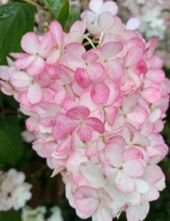 Rispenhortensie `Vanille-Fraise´ Hydrangea Paniculata `Vanille Fraise´ -Pflanzenhof Geschaft Vanille Fraise 2017